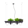 Lampa wisząca PLANT SHELF czarna półka na kwaity 5555 Zuma Line