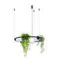 Lampa wisząca nowoczesny kwietnik PLANT 3xE27 szklane kule  5005 Zuma Line