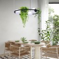 Lampa wisząca nowoczesny kwietnik PLANT 3xE27 szklane kule  5005 Zuma Line